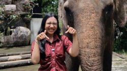 Semarang Zoo Hentikan Atraksi Tunggang Gajah, Taat SE Dirjen KSDAE No. 6 Tahun 2025