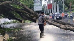 Respons Cepat Disperkim Kota Semarang Evakuasi Pohon Tumbang di Sejumlah Titik