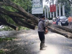 Respons Cepat Disperkim Kota Semarang Evakuasi Pohon Tumbang di Sejumlah Titik
