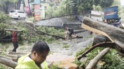 Belasan Pohon Tumbang di Semarang, Pemkot Kerahkan Tujuh Tim Penanganan