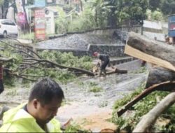 Belasan Pohon Tumbang di Semarang, Pemkot Kerahkan Tujuh Tim Penanganan