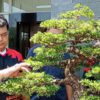 Pemkot Semarang Gandeng Abon Semar, Kembangkan Sekolah Bonsai