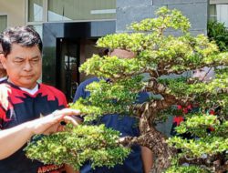 Pemkot Semarang Gandeng Abon Semar, Kembangkan Sekolah Bonsai