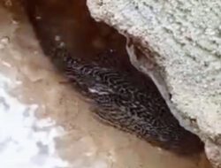 Populasi Ikan Sapu-Sapu Kian Masif, Warga Semarang Angkat Suara