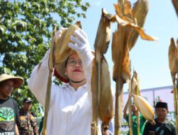 Panen Raya Jagung GP Ansor, Wali Kota Semarang Apresiasi Peran Pemuda Perkuat Ketahanan Pangan