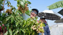 Wali Kota Semarang Ingin Agro Eduwisata Masjid Agung Jadi Ikon Wisata Edukasi Baru