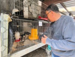 Dari Sampah Jadi Cuan, Omah Keboen Kembangkan Pertanian, Peternakan hingga Perikanan