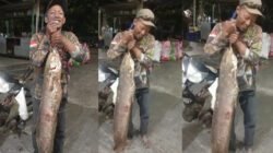 Zulkar Bikin Geger, Tangkap Lele Monster 13,5 Kilogram di Kali Semarang