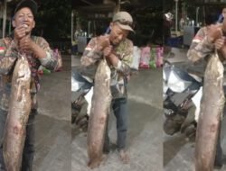 Zulkar Bikin Geger, Tangkap Lele Monster 13,5 Kilogram di Kali Semarang