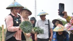 Wali Kota Semarang Dorong Pertanian Terpadu, Hasil Panen Warga Ditargetkan Terhubung ke Pasar