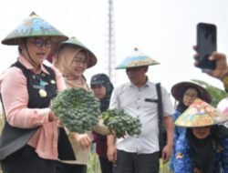 Wali Kota Semarang Dorong Pertanian Terpadu, Hasil Panen Warga Ditargetkan Terhubung ke Pasar